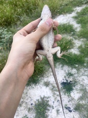Sceloporus olivaceus
