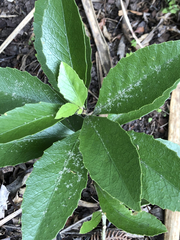 Melicytus chathamicus