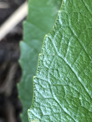 Melicytus chathamicus