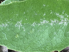 Melicytus chathamicus