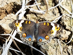 Junonia orithya