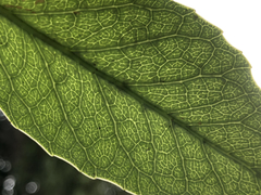 Melicytus chathamicus