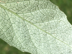 Melicytus chathamicus