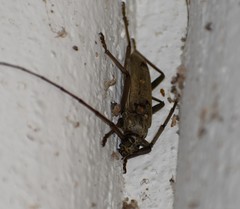 Susuacanga stigmatica