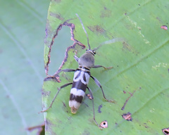 Chlorophorus reductus