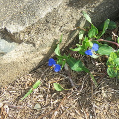 Commelina ensifolia