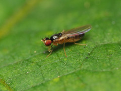 Mumetopia occipitalis