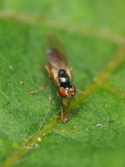 Mumetopia occipitalis