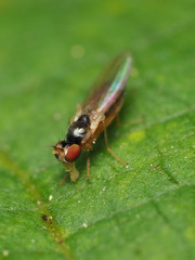 Mumetopia occipitalis