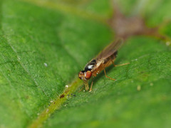 Mumetopia occipitalis