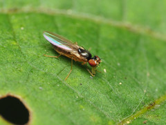 Mumetopia occipitalis