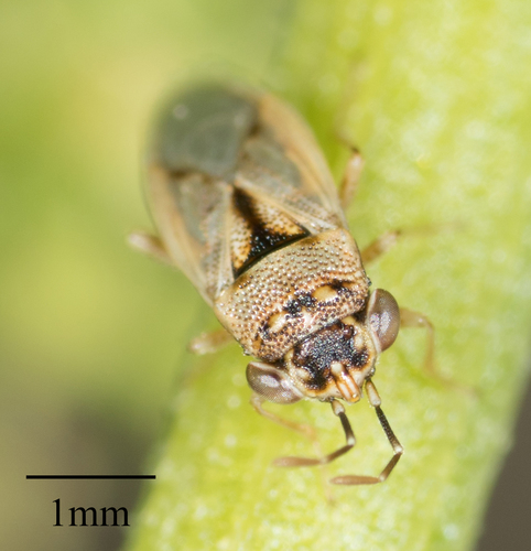 Geocoridae