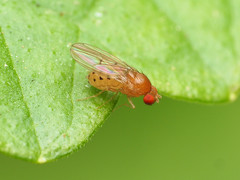 Drosophila falleni