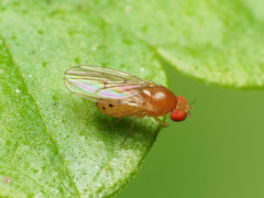 Drosophila falleni