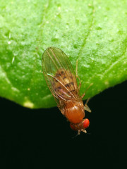 Drosophila falleni