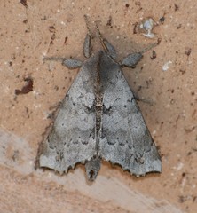 Olceclostera seraphica