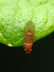 Drosophila falleni