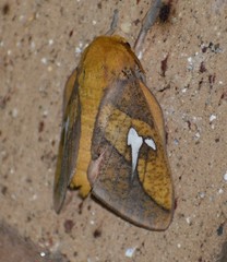 Syssphinx blanchardi