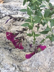Salvia lemmonii