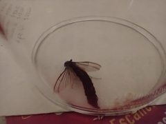 Lymexylidae
