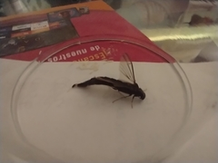Lymexylidae