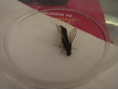 Lymexylidae