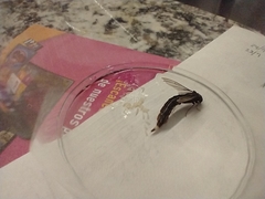 Lymexylidae