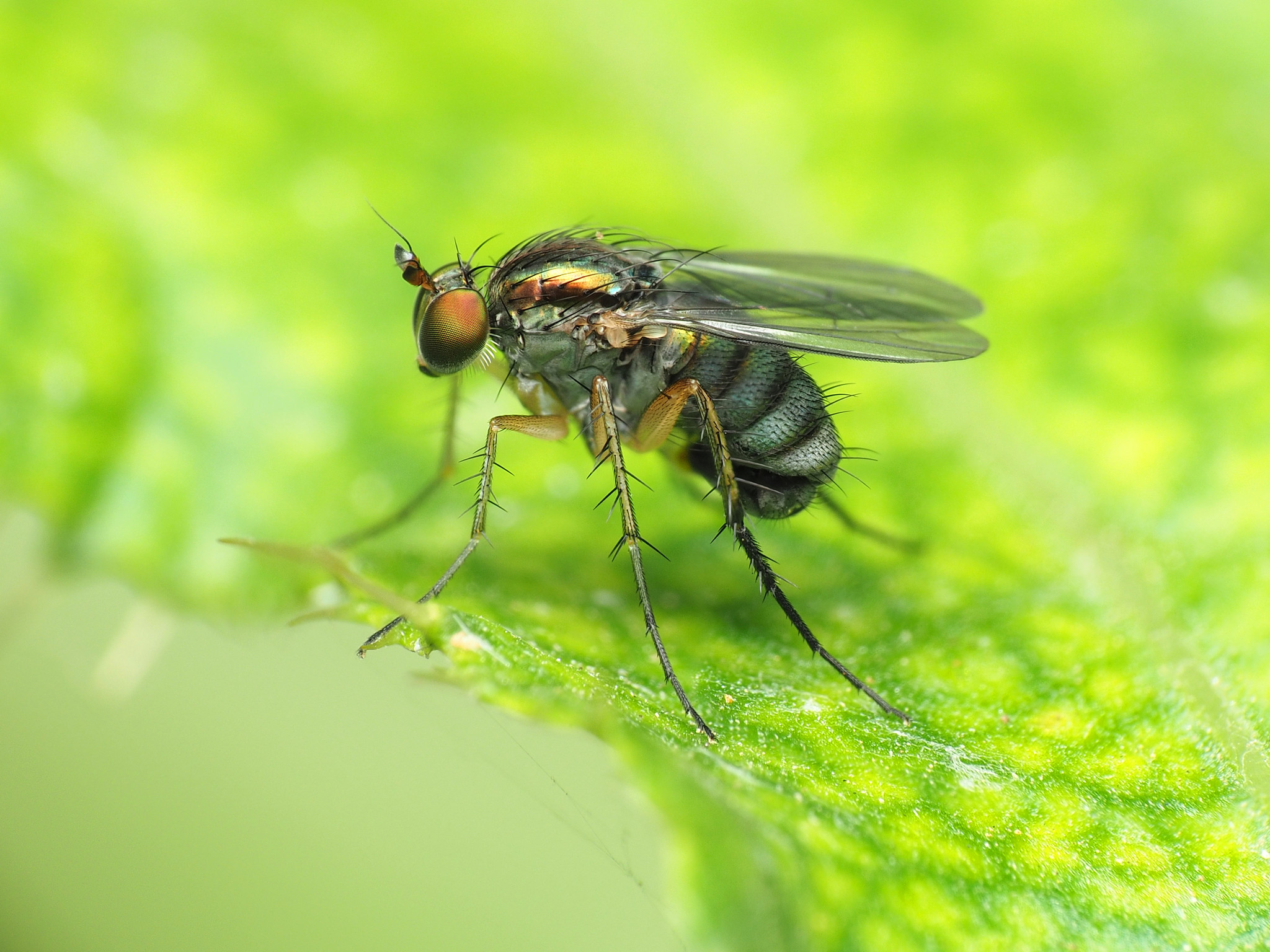 Flies (Order Diptera) · iNaturalist