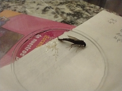 Lymexylidae