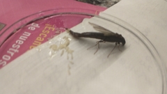 Lymexylidae