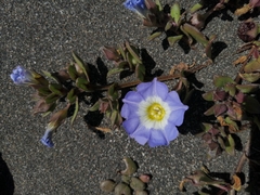Nolana paradoxa