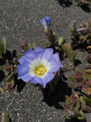 Nolana paradoxa