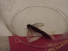 Lymexylidae