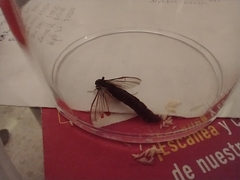 Lymexylidae