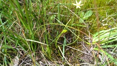 Pauridia vaginata