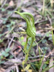 Pterostylis unicornis