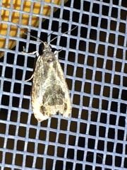 Olethreutes inornatana