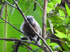 Saguinus leucopus