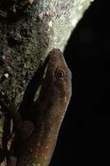 Anolis compressicauda