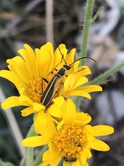 Chauliognathus opacus