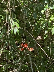 Erythrina ×sykesii
