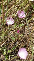 Sidalcea diploscypha