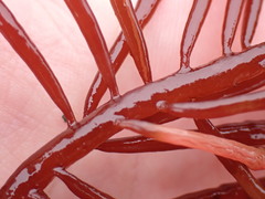 Sarcodiotheca