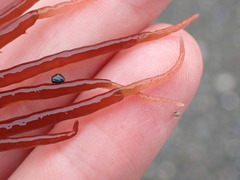 Sarcodiotheca