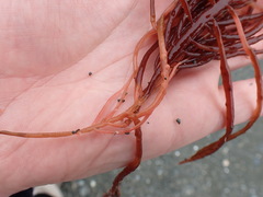 Sarcodiotheca
