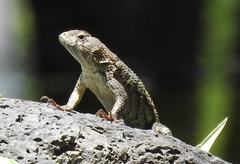 Sceloporus horridus