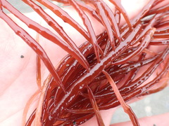 Sarcodiotheca