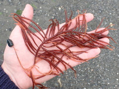 Sarcodiotheca
