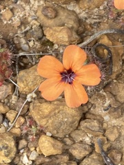 Drosera platystigma