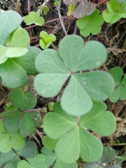 Oxalis